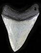 Serrated Megalodon Tooth - Venice, Florida #21939-2